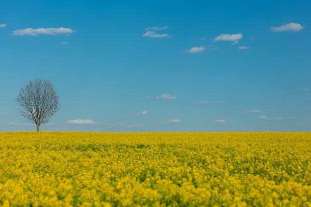 Giacimento del seme di ravizzone e albero asciutto nel tempo di primavera