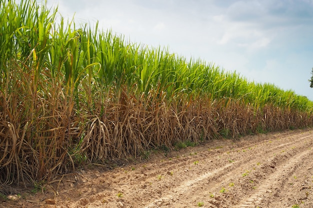 Giacimento della canna da zucchero in cielo blu e nuvola bianca in azienda agricola