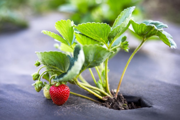 Giacimento della fragola