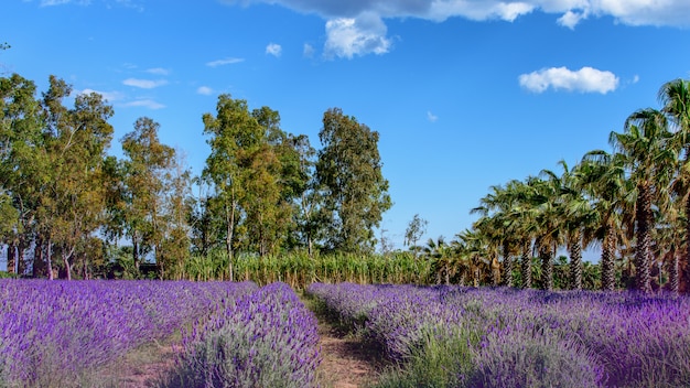 Giacimento della lavanda il giorno soleggiato