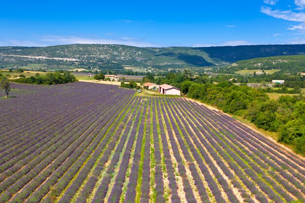 Giacimento della lavanda il giorno soleggiato