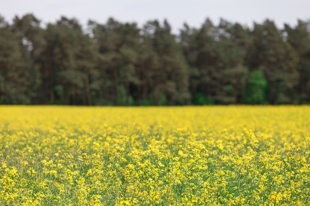 Giacimento di colza in fiore giallo con la foresta come sfondo.