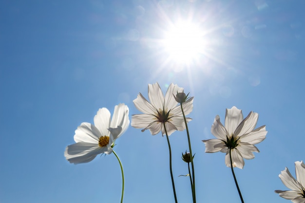 Giacimento di fiore dell&#39;universo con cielo blu, stagione di fioritura dei fiori della molla del giacimento di fiore di universo