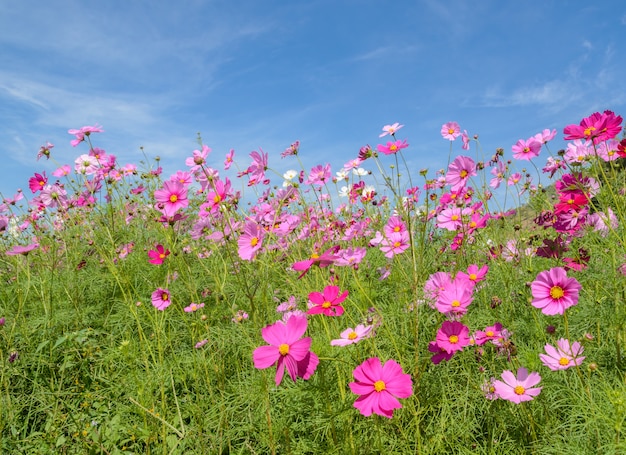 Giacimento di fiore dell'universo con cielo blu