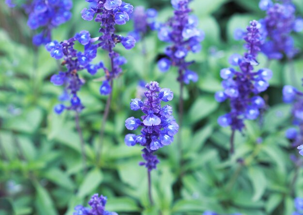 Giacimento di fiori blu di Salvia nel parco.