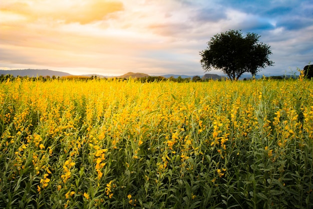 Giacimento di fiori di Sunedp (crotalaria juncea) al tramonto in Tailandia.