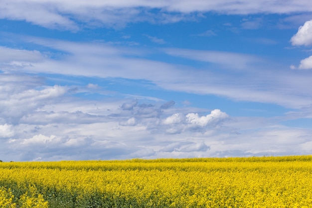 Giacimento di fiori gialli con il paesaggio del cielo blu