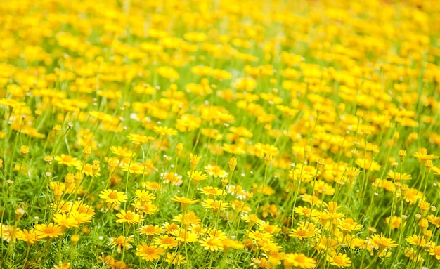 Giacimento di fiori giallo della margherita in natura per il fondo della natura