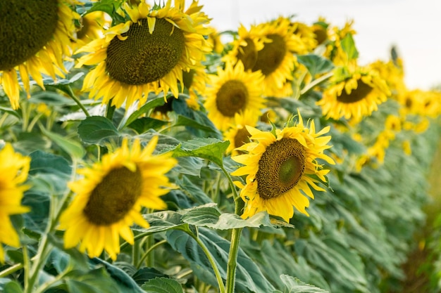 Giacimento di girasole sbocciante a luglio come sfondo. Concetto di produzione di olio di girasole