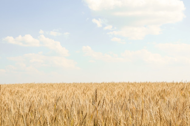 Giacimento di grano contro cielo blu nuvoloso