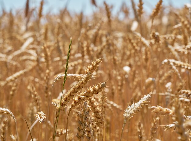 Giacimento di grano del grano il giorno soleggiato.