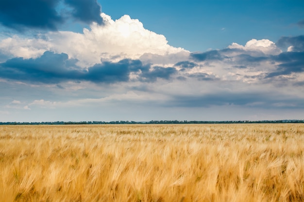 Giacimento di grano dorato con cielo blu