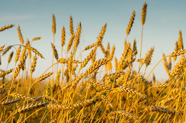 Giacimento di grano dorato di autunno con cielo blu