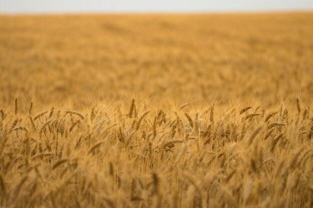 Giacimento di grano dorato e giorno soleggiato