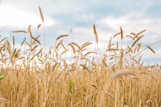 Giacimento di grano dorato e giorno soleggiato