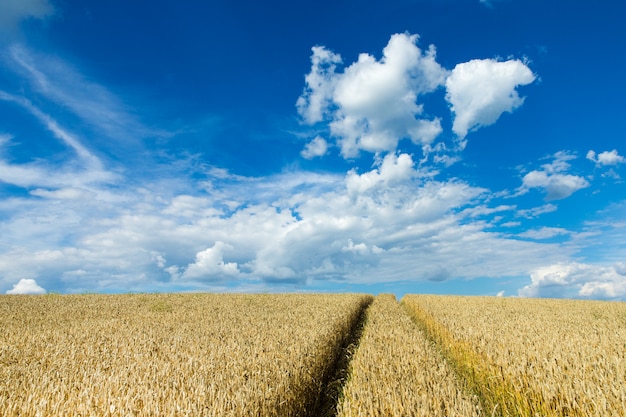 Giacimento di grano dorato e giorno soleggiato