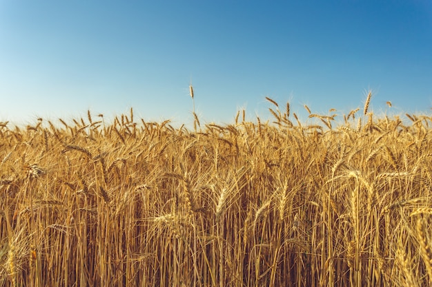 Giacimento di grano dorato e giorno soleggiato