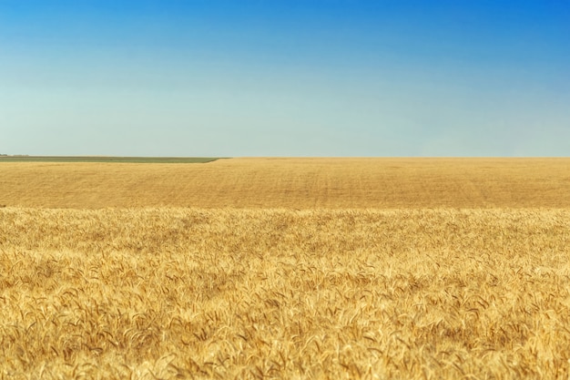 Giacimento di grano dorato e giorno soleggiato