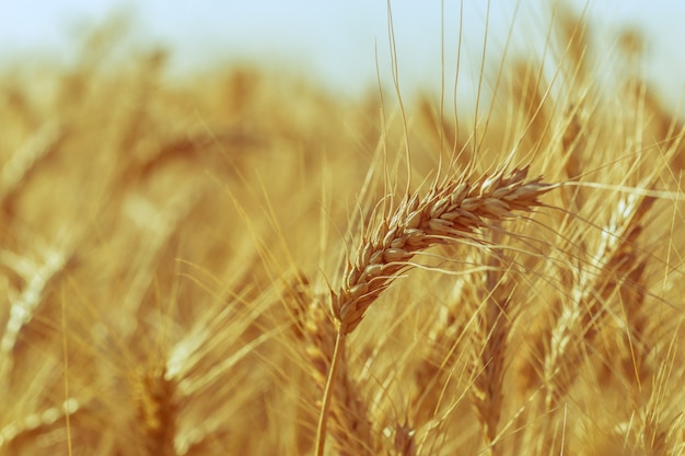 Giacimento di grano dorato e giorno soleggiato