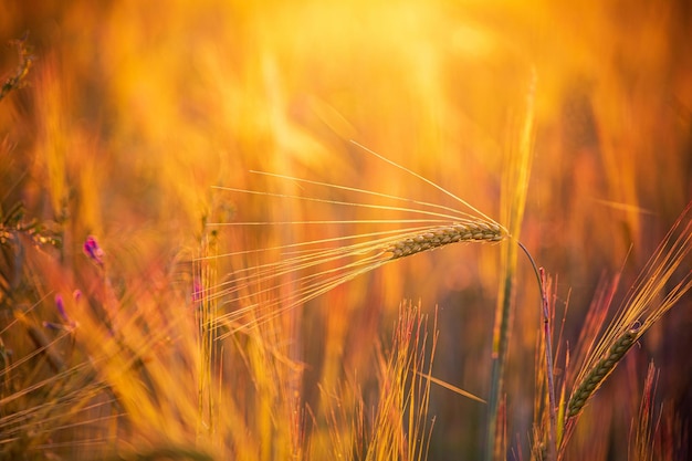 Giacimento di grano dorato in estate