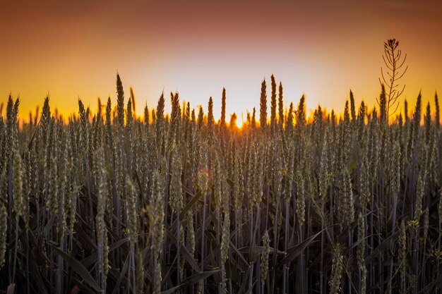 Giacimento di grano durante il cielo di alba