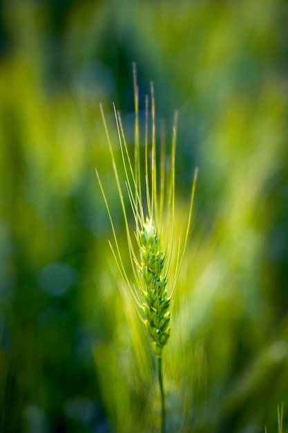 Giacimento di grano in India