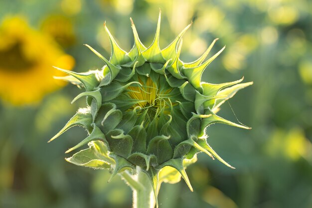 Giacimento dorato luminoso del girasole al tramonto.