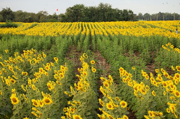 Giacimento e cielo blu di fiore del sole della campagna con le nuvole bianche