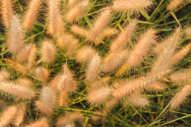 Giacimento e poaceae di fiori dell'erba di poaceae