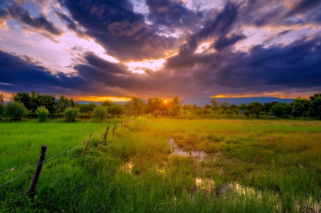 Giacimento e tramonto scenici naturali del riso in Tailandia