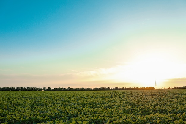 Giacimento verde del girasole al tramonto, spazio per testo. agricoltura