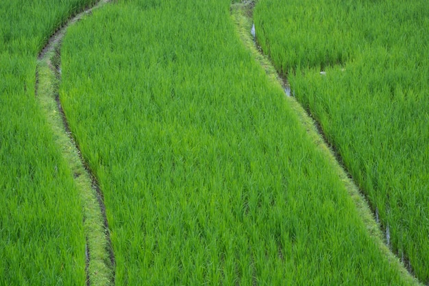 Giacimento verde del riso in Chiang Mai Thailand