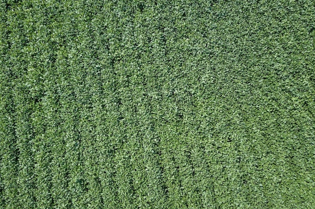 Giacimento verde della soia di maturazione. Righe di semi di soia verdi Antenna.