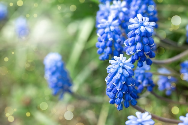 Giacinti di uva o muscari blu nel giardino di primavera.