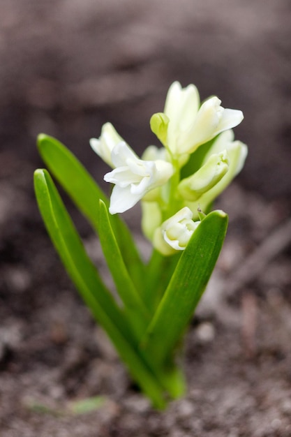 Giacinto bianco con foglie verdi Giacinto in fiore nel giardino primaverile bianco fiori primaverili Giacinto bianco macro foto floreali fotografia macro