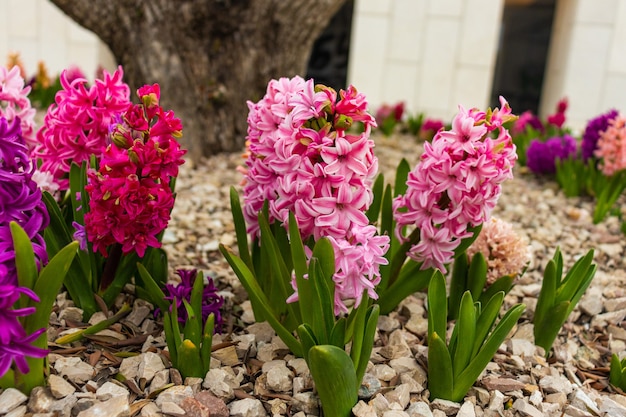 Giacinto bianco rosa e viola, o Hyacinthus, fiori in piena fioritura orizzontale