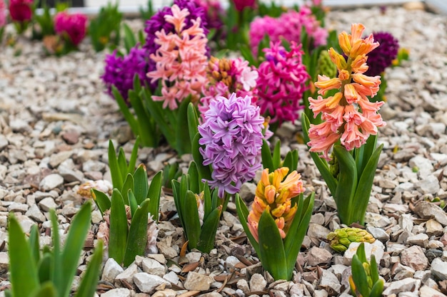 Giacinto bianco rosa e viola, o Hyacinthus, fiori in piena fioritura orizzontale