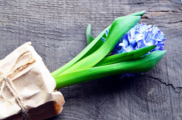 Giacinto blu su vecchio fondo di legno con lo spazio della copia Fiore della molla del giacinto Fondo di primavera Fuoco selettivo.