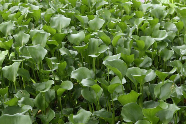 Giacinto d'acqua (Eichhornia crassipes)