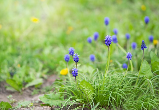 Giacinto d'uva armeno nel giardino primaverile.