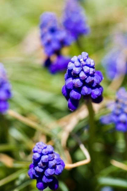 Giacinto d'uva comune (Muscari botryoides) in piena fioritura.