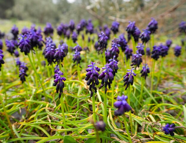 Giacinto di topo Muscari si chiuda in una radura in Grecia