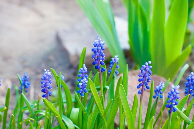 Giacinto di uva (Muscari armeniacum) in primavera