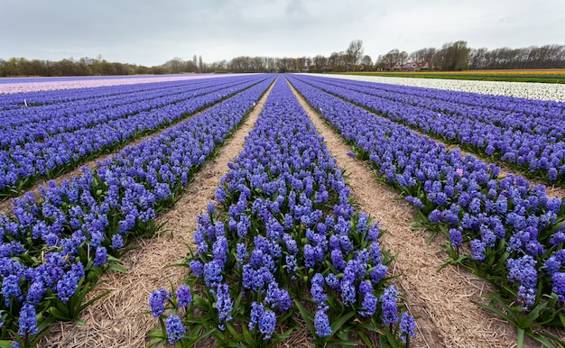 Giacinto. Il bello giacinto fiorisce nel giardino di primavera, fondo floreale vibrante