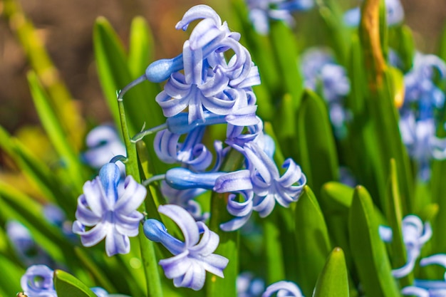 Giacinto in fiore nel giardino primaverile Il giacinto è un genere di piante della famiglia degli Asparagi