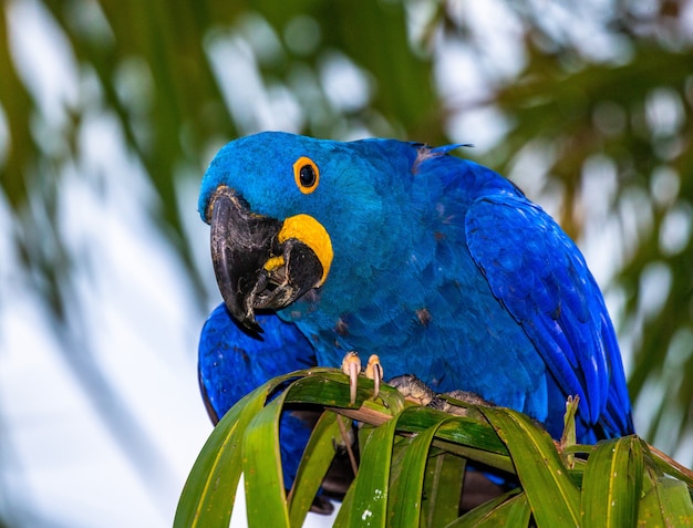 Giacinto Macaw è seduto su una palma