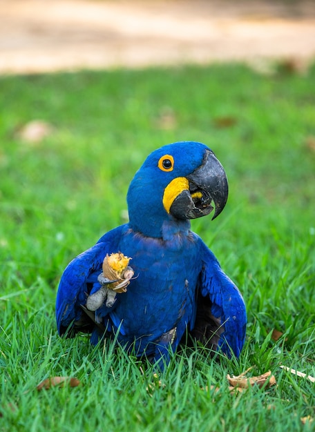 Giacinto Macaw è seduto sull'erba e mangia noci