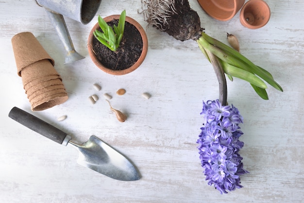 Giacinto, semi; vasi di fiori una pala disposti su bianco, scorticare laici