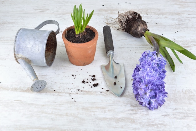 Giacinto, semi; vasi di fiori una pala disposti su bianco