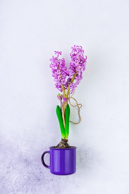 Giacinto viola buld bflower in una tazza viola